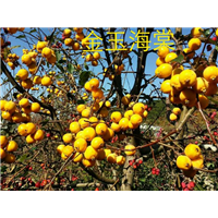 金玉海棠