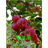 龙丰果 