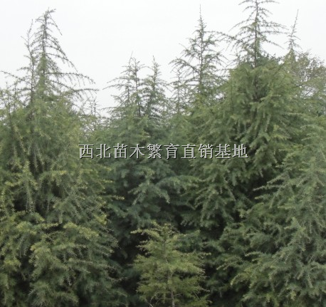 雪松小苗  雪松价格