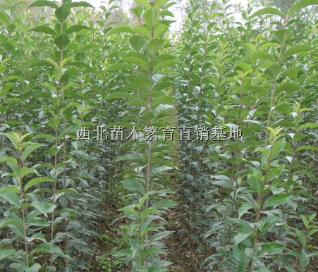 西大叶女贞~大叶女贞小苗
