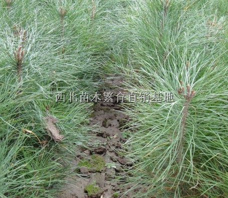 油松：油松小苗、陕西油松
