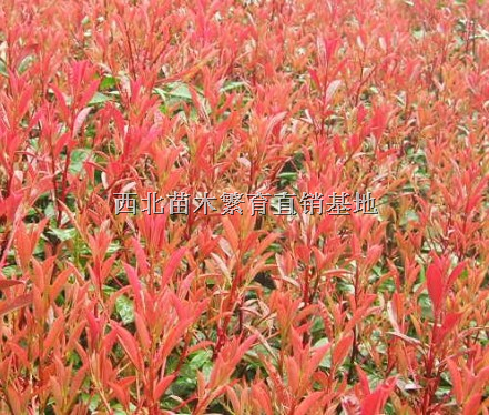 红叶石楠，红叶石楠球，红叶石楠小苗