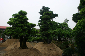 西安造型苗木//西安苗木基地-西安造型苗木
