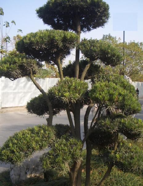 西安苗木基地//西安造型苗木-西安苗木基地