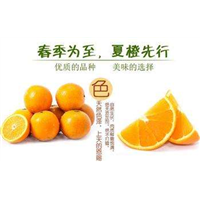 湖北夏橙|湖北夏橙批发