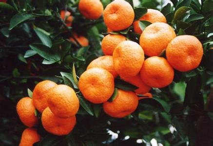 湖北蜜桔|湖北蜜桔批发