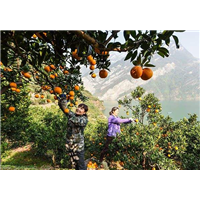 湖北脐橙|湖北脐橙批发