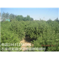 石家庄白皮松价格|河北白皮松批发