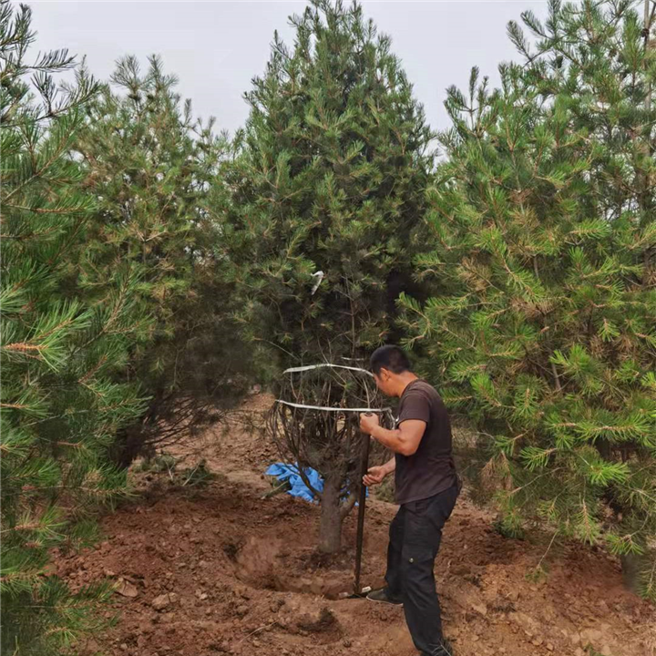 石家庄赵县林苑苗木种植园石家庄白皮松