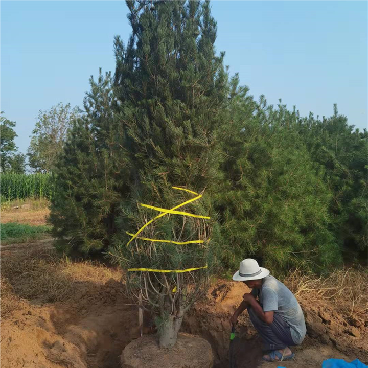赵县林苑白皮松种植基地石家庄白皮松