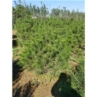 河北白皮松基地|石家庄白皮松价格