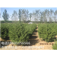 河北白皮松批发|河北白皮松供应