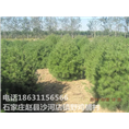 石家庄白皮松价格|河北白皮松批发
