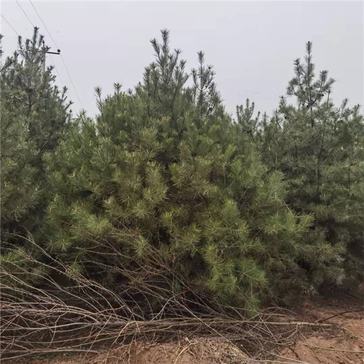 赵县白皮松种植户石家庄白皮松种植基地