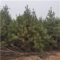 赵县白皮松种植户石家庄白皮松种植基地
