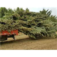 河北银杏树种植基地|石家庄银杏