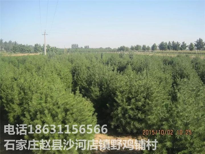 河北白皮松基地|石家庄白皮松价格