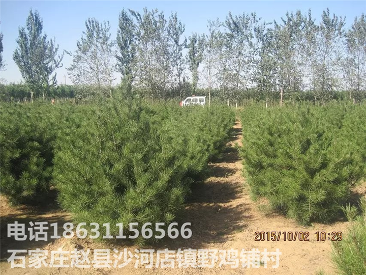 河北白皮松批发|河北白皮松供应