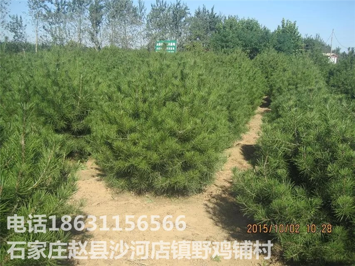 河北白皮松批发|河北白皮松供应