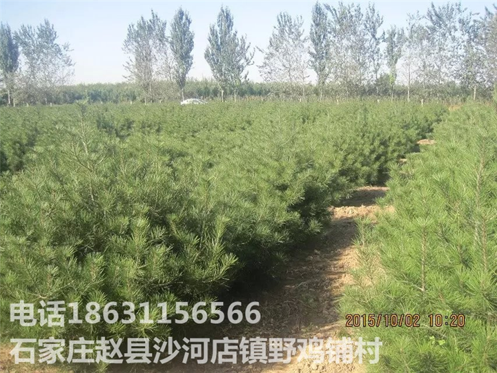 河北白皮松基地|石家庄白皮松价格