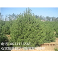 河北白皮松基地|石家庄白皮松价格