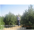 河北白皮松基地|石家庄白皮松价格