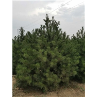 河北白皮松|哪里有种植白皮松