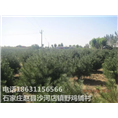 石家庄白皮松价格|河北白皮松批发