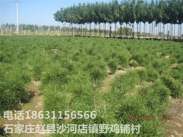 河北白皮松批发|河北白皮松供应
