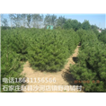 河北白皮松批发|河北白皮松供应