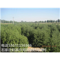 河北白皮松基地|石家庄白皮松价格