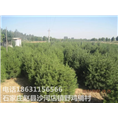 河北白皮松基地|石家庄白皮松价格