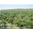河北白皮松批发|河北白皮松供应