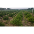河北白皮松-白皮松 
