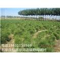 河北白皮松批发|河北白皮松供应