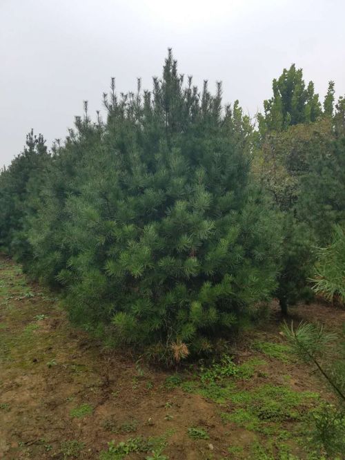 河北哪里有卖白皮松|石家庄白皮松