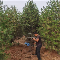 石家庄赵县林苑苗木种植园石家庄白皮松