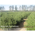河北白皮松基地|石家庄白皮松价格