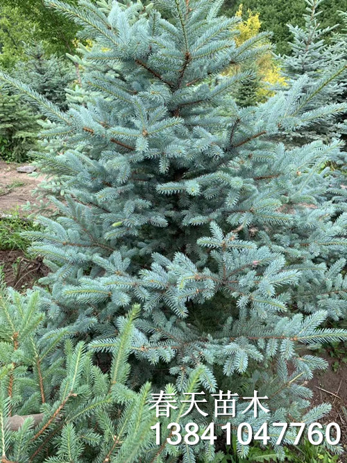蓝杉苗_辽宁蓝杉_东北绿化苗 