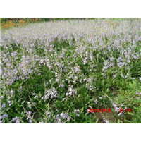 紫花玉簪苗 