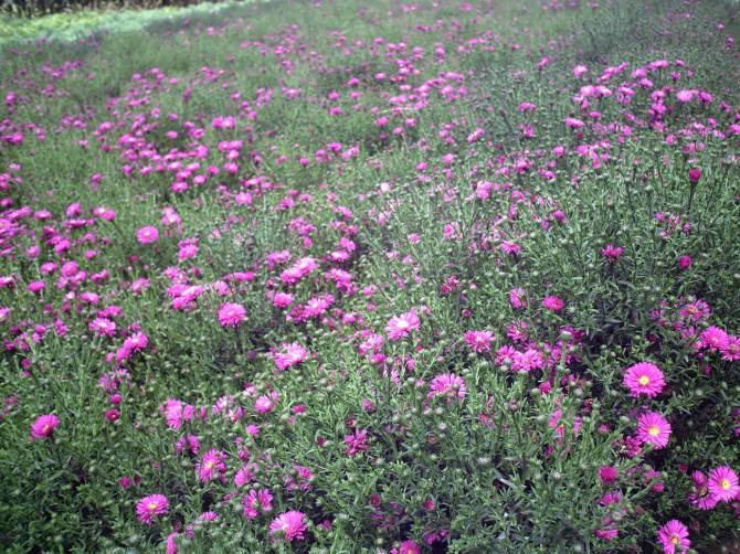 辽宁荷兰菊