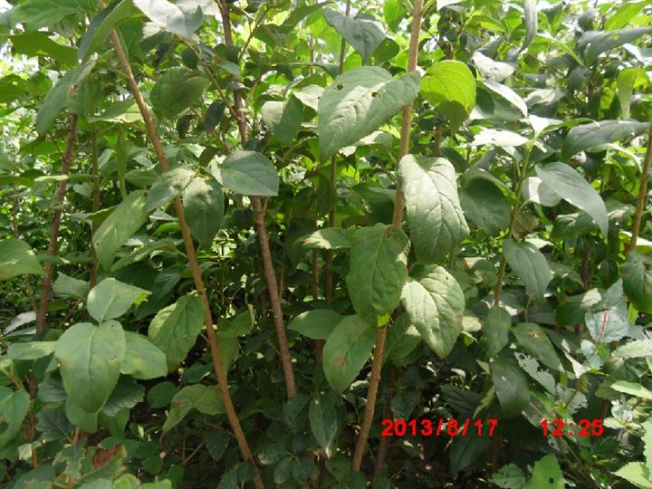 东北连翘小苗-东北连翘基地、东北连翘供应