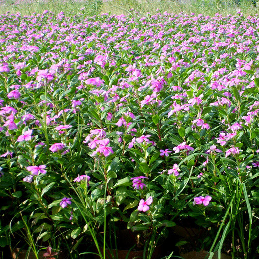 海口长春花价格-海口长春花基地