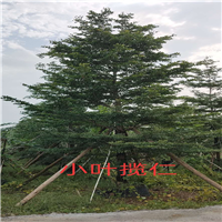 海南小叶榄仁