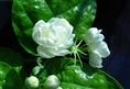 茉莉花批发商，海南茉莉花批发
