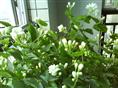 海南茉莉花/海南茉莉花基地/茉莉花