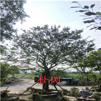 海南绿化工程