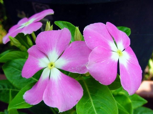 销售海口长春花/海南长春花小苗