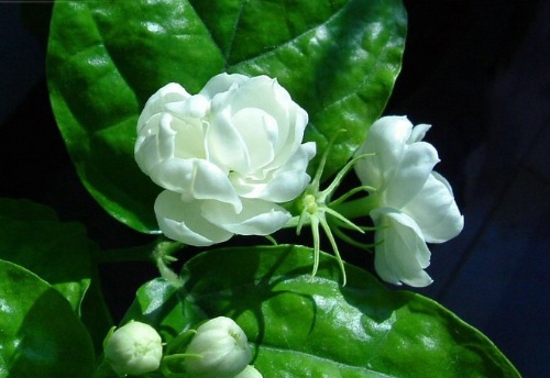 茉莉花批发商，海南茉莉花批发