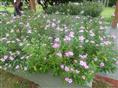 **长春花价格/海口长春花价格 